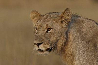 B&W Copper reference file